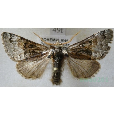 Colocasia coryli (Linnaeus, 1758) Połacica leszczynówka Czech49f